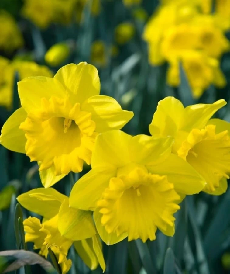 25 Yellow Daffodil Flower Bulbs for Outdoor Planting - Hardy Perennial Narcissus - Image 5