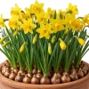 25 Yellow Daffodil Flower Bulbs for Outdoor Planting - Hardy Perennial Narcissus - Image 1