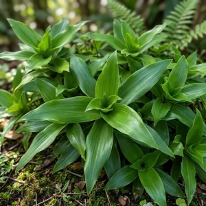 3 Callisia Fragrans Live Plants – Basket Chain Plant – Wandering Jew – 4-7 Inches Tall – Indoor/Outdoor - Image 2