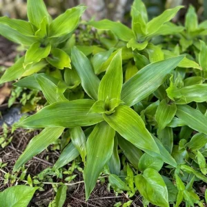 3 Callisia Fragrans Live Plants – Basket Chain Plant – Wandering Jew – 4-7 Inches Tall – Indoor/Outdoor - Image 3
