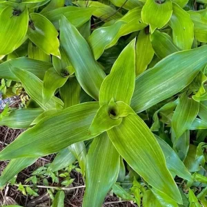 3 Callisia Fragrans Live Plants – Basket Chain Plant – Wandering Jew – 4-7 Inches Tall – Indoor/Outdoor - Image 4