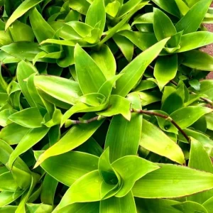 3 Callisia Fragrans Live Plants – Basket Chain Plant – Wandering Jew – 4-7 Inches Tall – Indoor/Outdoor - Image 5
