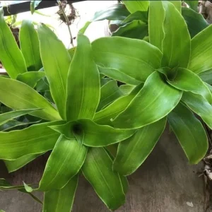 3 Callisia Fragrans Live Plants – Basket Chain Plant – Wandering Jew – 4-7 Inches Tall – Indoor/Outdoor - Image 6