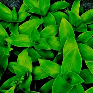 3 Callisia Fragrans Live Plants – Basket Chain Plant – Wandering Jew – 4-7 Inches Tall – Indoor/Outdoor - Image 7
