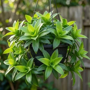 3 Callisia Fragrans Live Plants – Basket Chain Plant – Wandering Jew – 4-7 Inches Tall – Indoor/Outdoor - Image 1