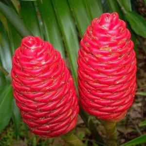 3 Fresh Ginger Shampoo Rhizomes Pinecone Ginger Roots Raw Zingiber Zerumbet Bulbs Awapuhi Fresh to Grow Indoor Outdoor - Image 3