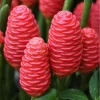 3 Fresh Ginger Shampoo Rhizomes Pinecone Ginger Roots Raw Zingiber Zerumbet Bulbs Awapuhi Fresh to Grow Indoor Outdoor - Image 1