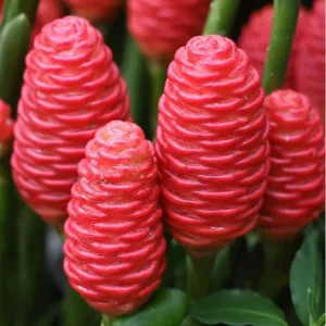 3 Fresh Ginger Shampoo Rhizomes Pinecone Ginger Roots Raw Zingiber Zerumbet Bulbs Awapuhi Fresh to Grow Indoor Outdoor - Image 1