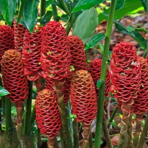 3 Fresh Ginger Shampoo Rhizomes Pinecone Ginger Roots Raw Zingiber Zerumbet Bulbs Awapuhi Fresh to Grow Indoor Outdoor - Image 4