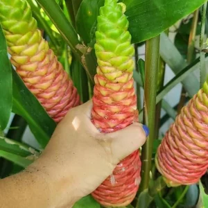 3 Fresh Ginger Shampoo Rhizomes Pinecone Ginger Roots Raw Zingiber Zerumbet Bulbs Awapuhi Fresh to Grow Indoor Outdoor - Image 5