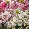 3 Live Flowering Cherry Trees - Assorted Varieties 5-12" Tall in 3" Pot - Outdoor - Image 1