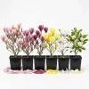 3 Live Magnolia Trees Random Variety - 6-12 Inch Tall Plants in 2.5" Pots - Outdoor Flowering Shrubs - Image 1