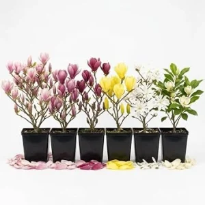 3 Live Magnolia Trees - Random Variety Starter Plants, 6-12 Inch Tall, 2.5" Pot, Outdoor - Image 1