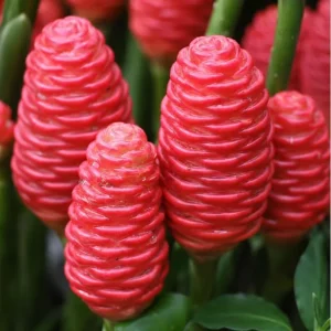 3 Shampoo Ginger Rhizomes - Awapuhi Pinecone Roots for Growing Indoor/Outdoor - Image 1