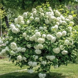 3 Snowball Viburnum Live Plants – White Flower Deciduous Shrub – 6-12 inches Tall in 4 inch Pot – Outdoor - Image 3