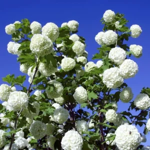 3 Snowball Viburnum Live Plants – White Flower Deciduous Shrub – 6-12 inches Tall in 4 inch Pot – Outdoor - Image 4