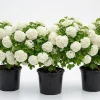 3 Snowball Viburnum Live Plants – White Flower Deciduous Shrub – 6-12 inches Tall in 4 inch Pot – Outdoor - Image 1