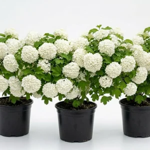 3 Snowball Viburnum Live Plants – White Flower Deciduous Shrub – 6-12 inches Tall in 4 inch Pot – Outdoor - Image 1