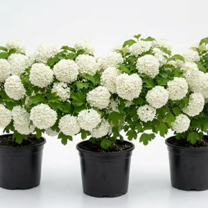 3 Snowball Viburnum Live Plants, White Flowering Deciduous Shrub, 6-12" Tall, 4" Pot, Outdoor - Image 1