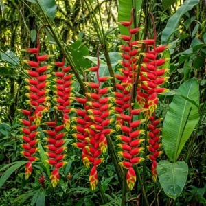 4 Hanging Lobster Claw Heliconia Rostrata Rhizomes – Tropical Plant, 6-8 Inches Long, Bare Root - Image 2