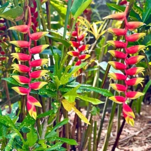 4 Hanging Lobster Claw Heliconia Rostrata Rhizomes – Tropical Plant, 6-8 Inches Long, Bare Root - Image 6