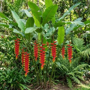 4 Hanging Lobster Claw Heliconia Rostrata Rhizomes – Tropical Plant, 6-8 Inches Long, Bare Root - Image 1