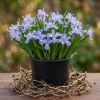 5 Blue Crested Wild Iris Bulbs - Perennial Spring Flowering Plants for Woodland - Image 1