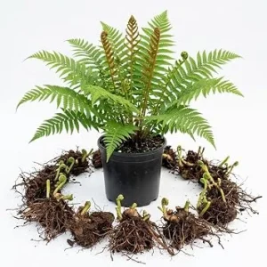5 Cinnamon Fern Live Plants – Perennial Green Bare Roots, 3-6" Long for Outdoor Garden - Image 1