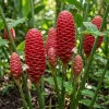5 Fresh Shampoo Ginger Rhizomes - Awapuhi Pinecone Ginger Roots for Planting - Image 1