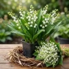 5 Lily of the Valley Bare Roots, Fragrant May Bells, White Lilies, 4-6 Inch, Outdoor Plant - Image 1