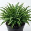 5 Maidenhair Spleenwort Fern Rhizomes - Live Green Perennial Ferns 3-6" Bare Root for Outdoor Shade Gardens - Image 1