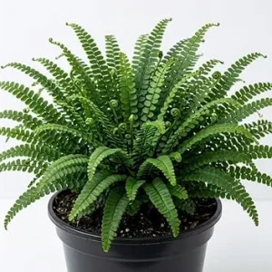 5 Maidenhair Spleenwort Fern Rhizomes - Live Green Perennial Ferns 3-6" Bare Root for Outdoor Shade Gardens - Image 1
