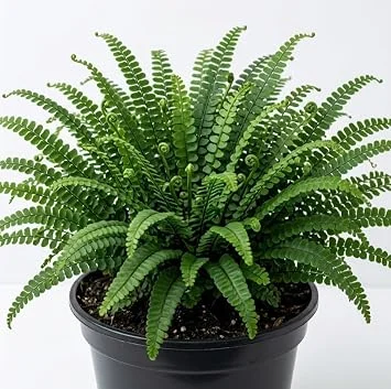 5 Maidenhair Spleenwort Fern Rhizomes - Live Green Perennial Ferns 3-6" Bare Root for Outdoor Shade Gardens - Image 1
