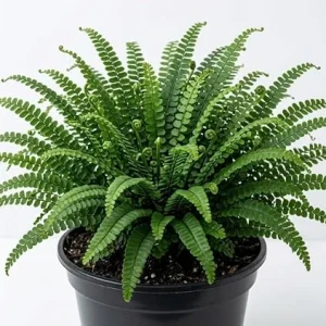 5 Maidenhair Spleenwort Fern Rhizomes Live Plants, 3-6