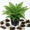 5 Ostrich Fern Bare Root Rhizomes - Green Perennial Live Plants, 3-6" Long, Outdoor Shade - Image 1