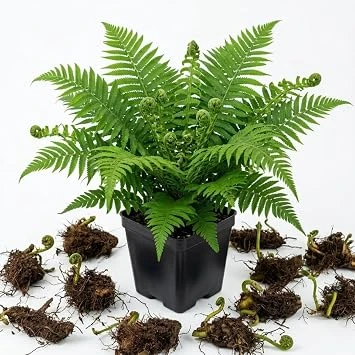 5 Ostrich Fern Bare Roots Live Plants, Perennial Green Ferns 3-6" Long for Shade - Image 1