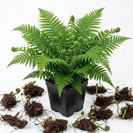 5 Ostrich Fern Bare Roots Live Plants, Perennial Green Ferns 3-6" Long for Shade - Image 3
