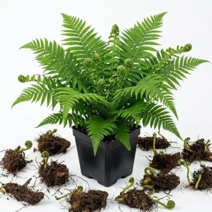 5 Ostrich Fern Bare Roots Live Plants, Perennial Green Ferns 3-6