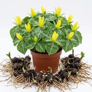 5 Pack Yellow Trillium Bulbs for Planting – Wood Lily Flowers – Partial Shade Perennial - Image 5