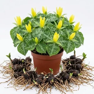 5 Pack Yellow Trillium Bulbs for Planting – Wood Lily Flowers – Partial Shade Perennial - Image 7
