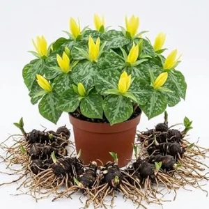 5 Pack Yellow Trillium Bulbs for Planting – Wood Lily Flowers – Partial Shade Perennial - Image 1