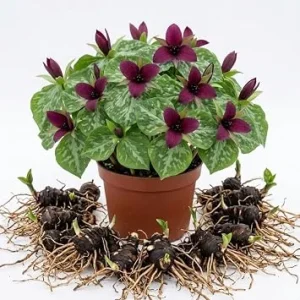 5 Purple Prairie Trillium Bulbs – Wood Lily Tubers for Partial Shade - Image 1