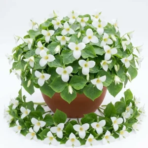 5 White Trillium Bulbs - Wood Lily for Planting - Partial Shade - Image 1