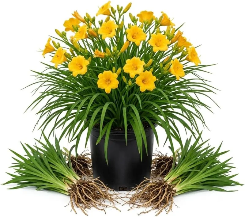 5 Yellow Daylily Bulbs for Planting - Reblooming Hemerocallis Perennial - Image 1