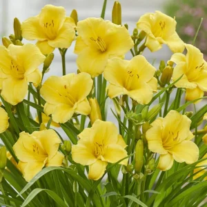 5 Yellow Reblooming Daylily Bulbs - Hardy Hemerocallis Perennial Plant - Image 5