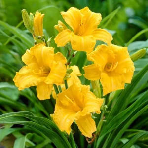 5 Yellow Reblooming Daylily Bulbs - Hardy Hemerocallis Perennial Plant - Image 6