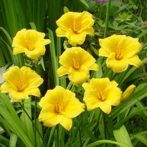 5 Yellow Reblooming Daylily Bulbs - Hardy Hemerocallis Perennial Plant - Image 7