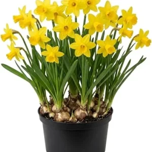 50 Daffodil Bulbs – Yellow Narcissus Flower Bulbs – Hardy Outdoor Perennial - Image 2
