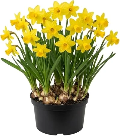 50 Daffodil Bulbs – Yellow Narcissus Flower Bulbs – Hardy Outdoor Perennial - Image 2
