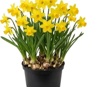 50 Daffodil Bulbs – Yellow Narcissus Flower Bulbs – Hardy Outdoor Perennial - Image 4